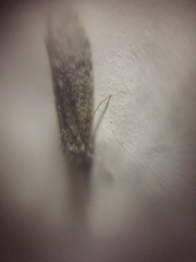Ecnomidae
