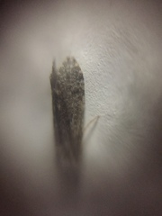 Ecnomidae