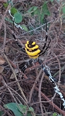 Argiope coquereli