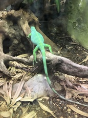 Brachylophus bulabula