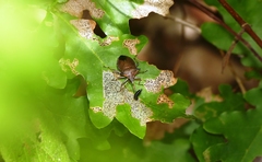 Picromerus nigridens