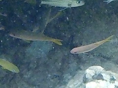 Mulloidichthys martinicus