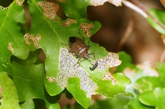 Picromerus nigridens