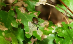Picromerus nigridens