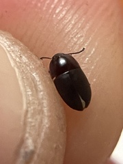 Gondwanocrypticus platensis