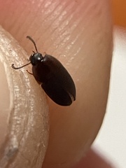 Gondwanocrypticus platensis