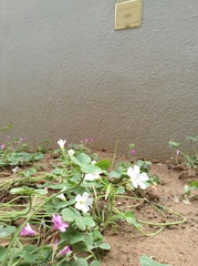 Oxalis articulata