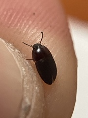 Gondwanocrypticus platensis