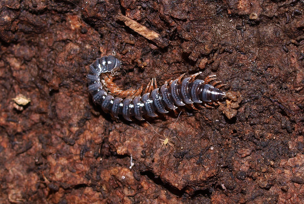 Dalodesmidea