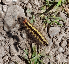 Acronicta euphorbiae