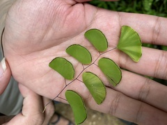 Adiantum soboliferum