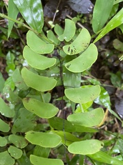 Adiantum soboliferum