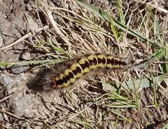 Acronicta euphorbiae