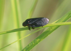 Prosapia ignipectus