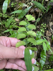 Adiantum soboliferum