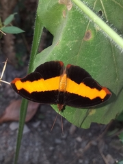 Catonephele nyctimus