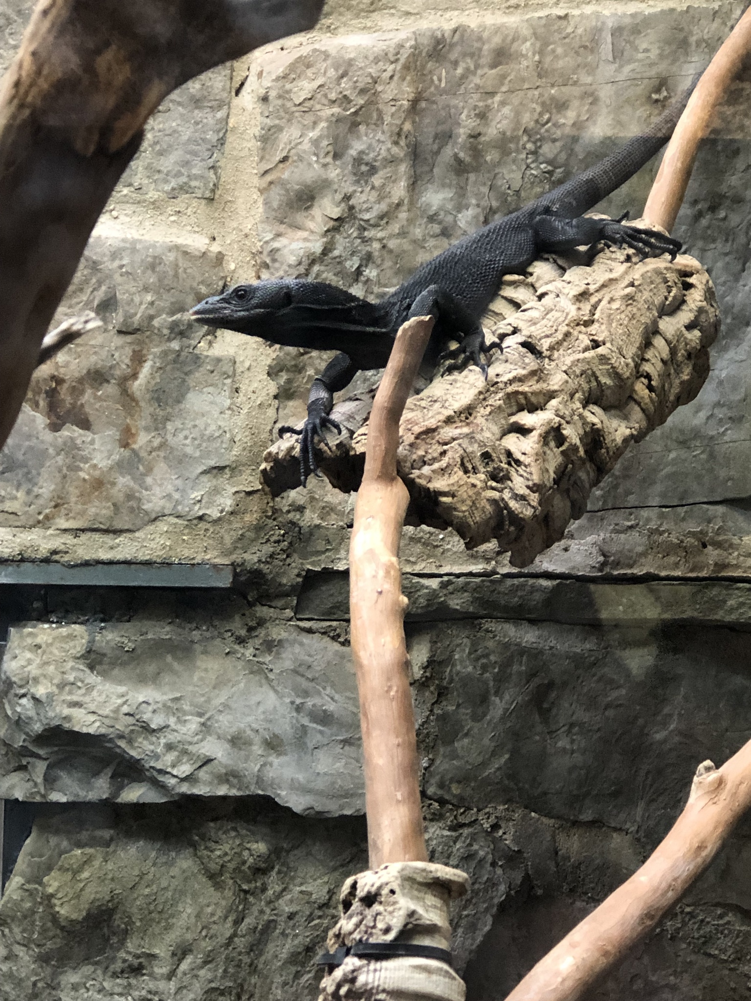 black tree monitor, schwarzer baumwaran, schwarzer smaragdwaran