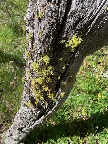 iNaturalist observation photo of Wolf Lichens