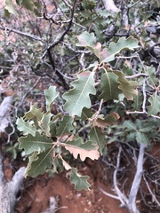 Quercus welshii