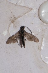 Cephidae