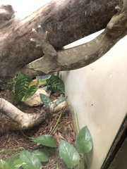 Rhacodactylus leachianus