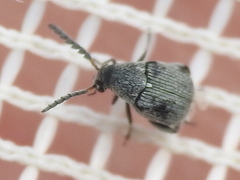 Acanthoscelides compressicornis