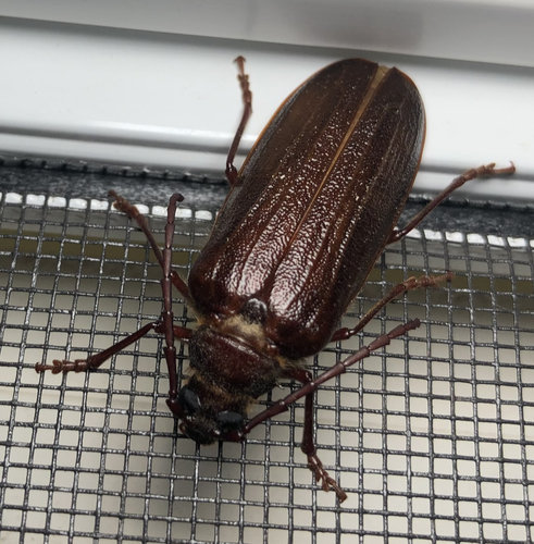 iNaturalist observation photo of Tragosoma pilosicornis