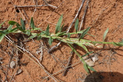 Tragus berteronianus