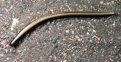 Californiulus yosemitensis