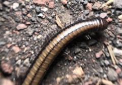 Californiulus yosemitensis