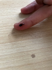 Calathus melanocephalus