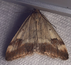 Pyrausta semirubralis