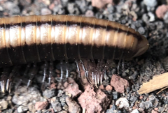 Californiulus yosemitensis
