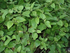 Wollastonia