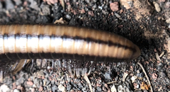Californiulus yosemitensis