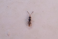 Ceraphronidae