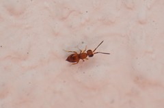 Ceraphronoidea