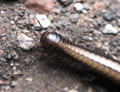 Californiulus yosemitensis