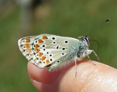 Aricia artaxerxes allous