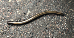 Californiulus yosemitensis