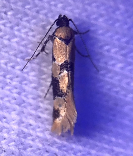 iNaturalist observation photo of Decantha stonda