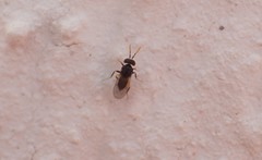 Aphelinidae