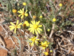 Senecio consanguineus