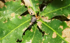 Picromerus nigridens