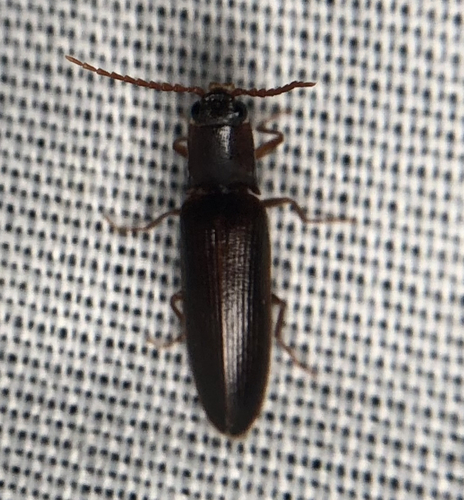 iNaturalist observation photo of Click Beetles