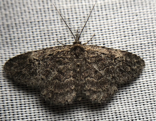 iNaturalist observation photo of Geometer Moths