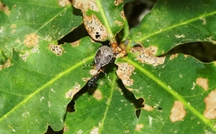Picromerus nigridens