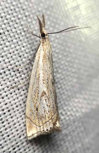 iNaturalist observation photo of Grass-Veneers