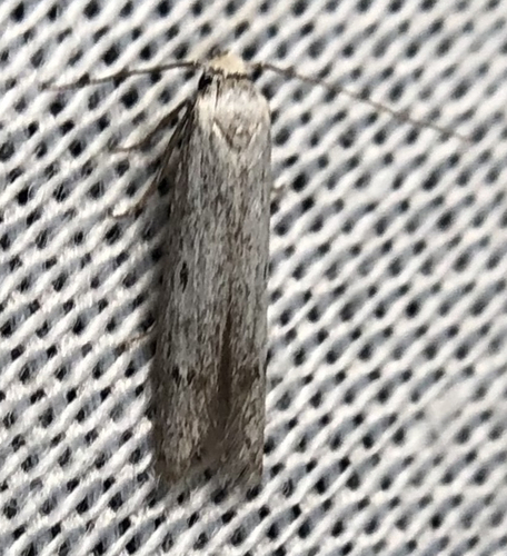 iNaturalist observation photo of Blastobasid Moths