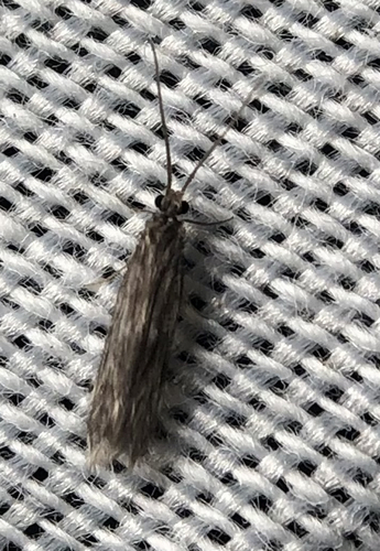 iNaturalist observation photo of Caddisflies